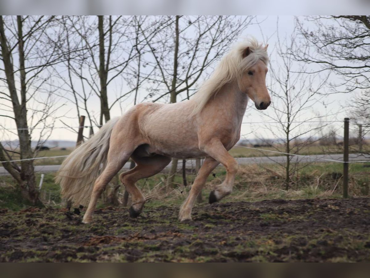 Icelandic Horse Stallion 12 years 14,2 hh Roan-Red in Blåvand