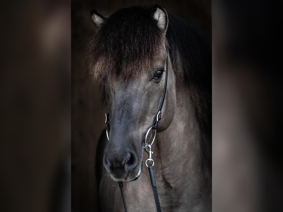 Icelandic Horse Stallion 14 years 14,1 hh Dun in Mariapfarr
