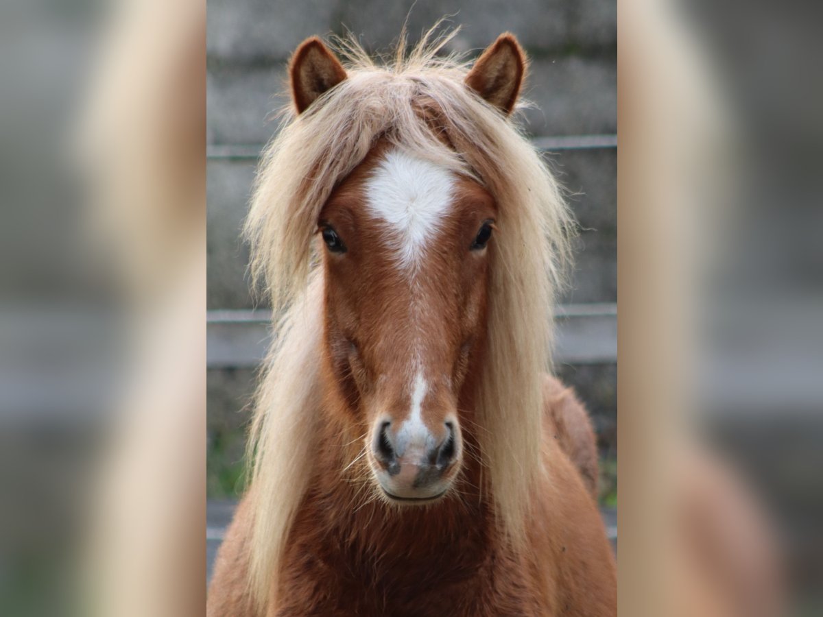 Icelandic Horse Stallion 1 year 12,1 hh Roan-Red in Markt Wald Icelandic Horse Stallion 1 year 12,1 hh Roan-Red in Markt Wald