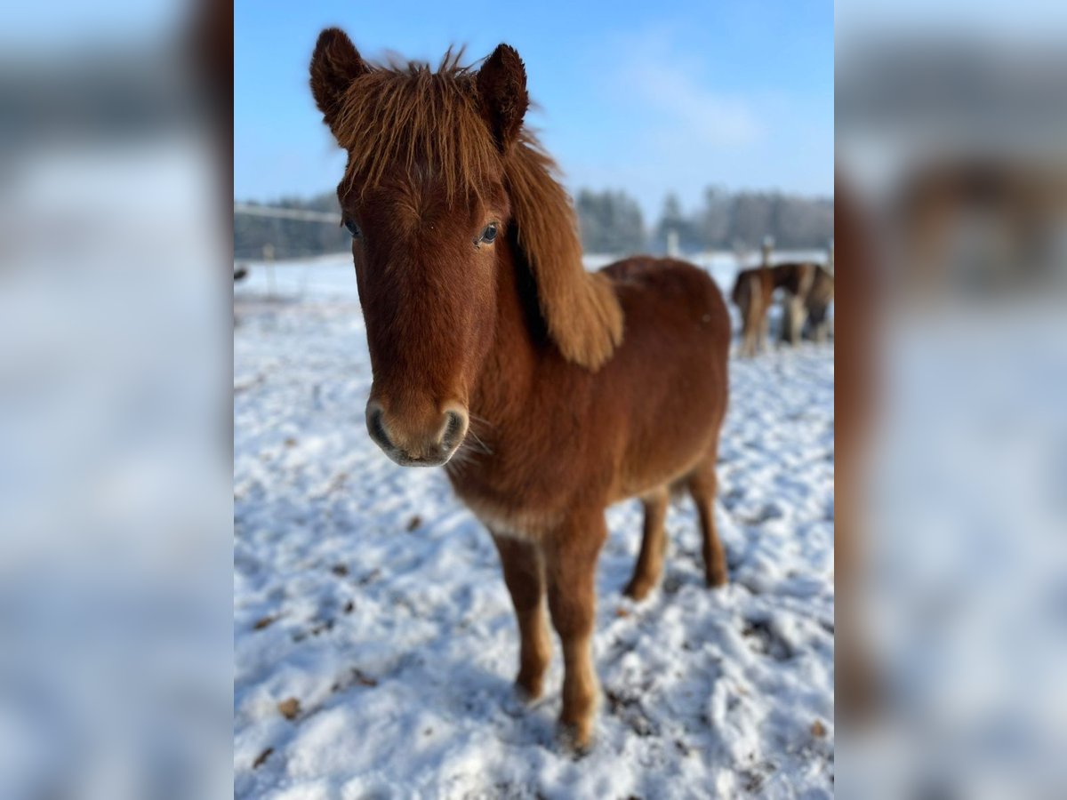 Icelandic Horse Stallion 1 year 13,1 hh Chestnut-Red in Soltau