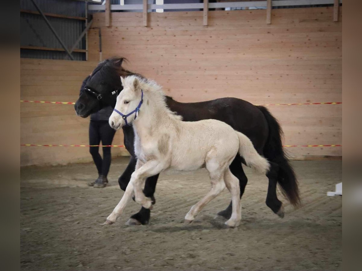 Icelandic Horse Stallion 1 year 13,1 hh Palomino in uddevalla