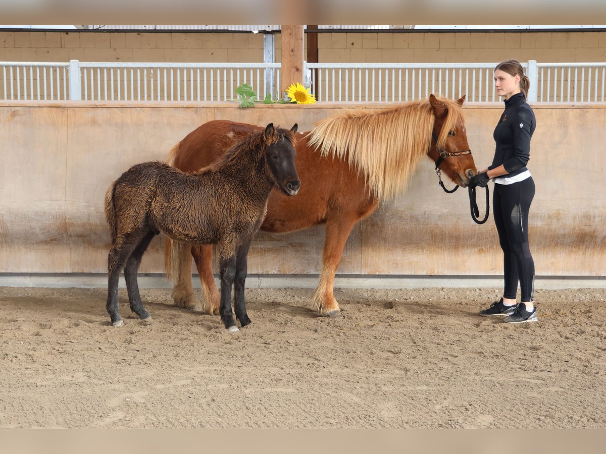 Icelandic Horse Stallion 1 year 13,2 hh Black in Zweibrücken