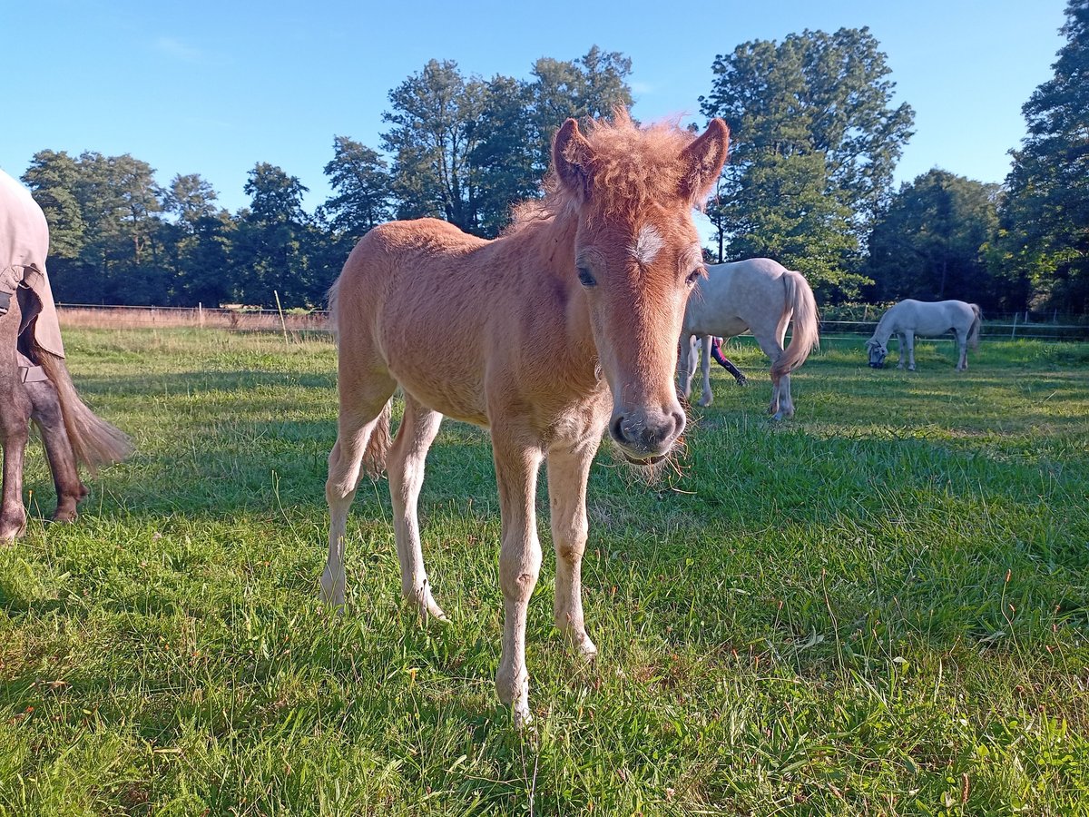 Icelandic Horse Stallion 1 year 13,2 hh Can be white in Kirchlinteln