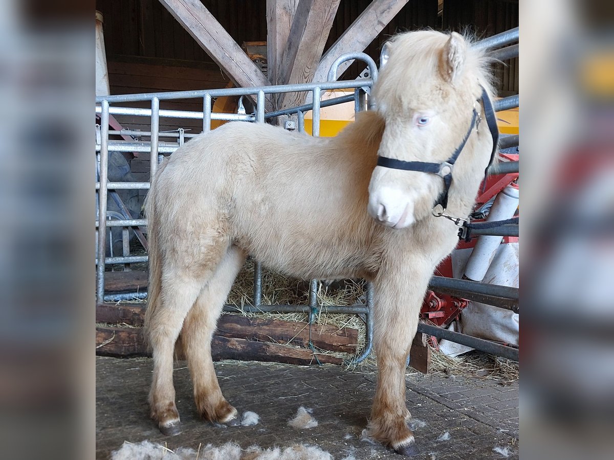 Icelandic Horse Stallion 1 year 13,3 hh Perlino in Saarland
