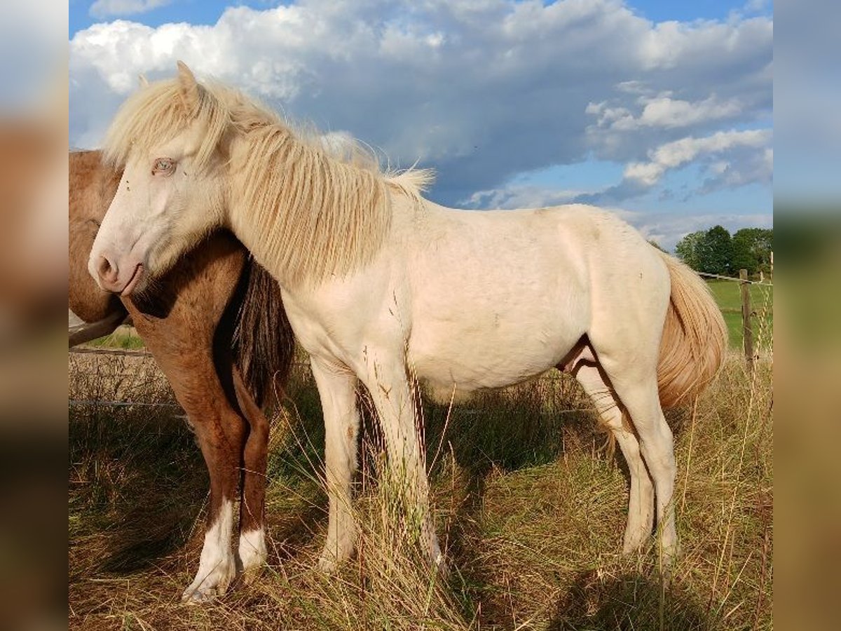 Icelandic Horse Stallion 1 year 13,2 hh Perlino in Saarland
