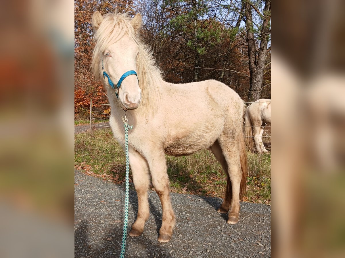 Icelandic Horse Stallion 1 year 13,2 hh Perlino in Saarland