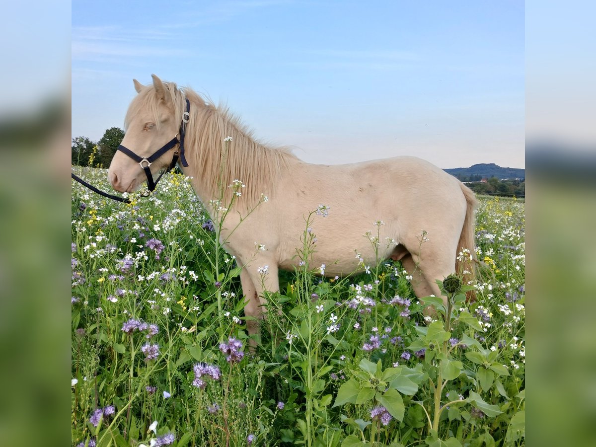 Icelandic Horse Stallion 1 year 13,2 hh Perlino in Saarland