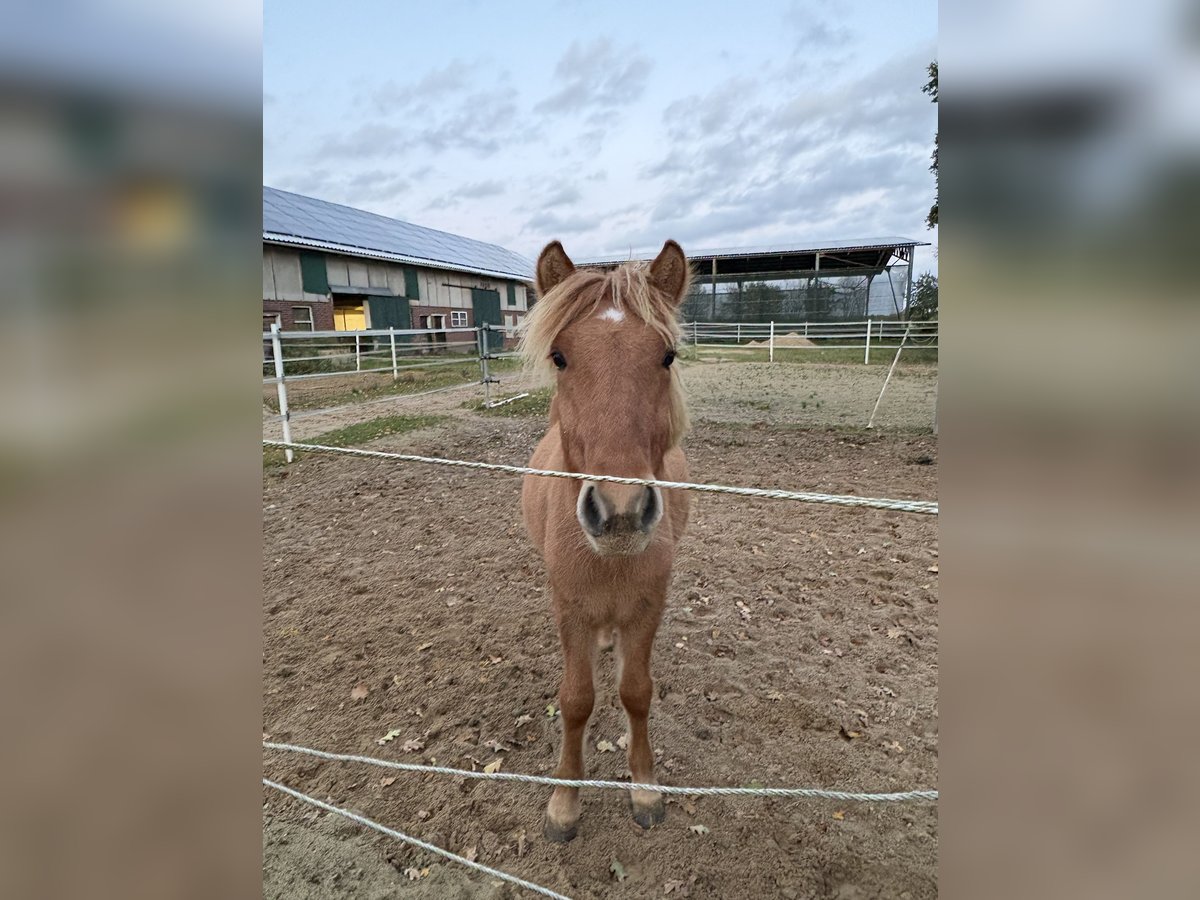 Icelandic Horse Stallion 1 year 13,2 hh Red Dun in Oerel