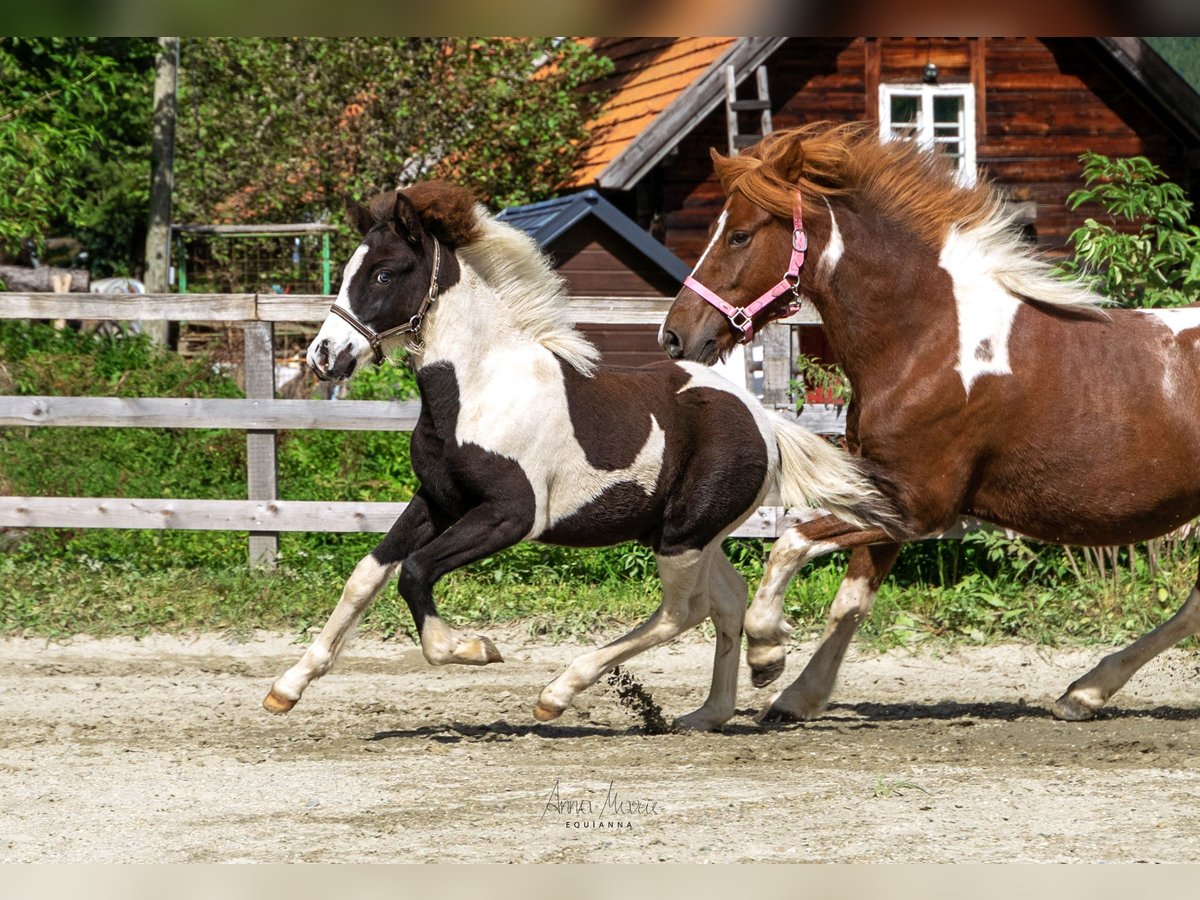 Icelandic Horse Stallion 1 year 14,1 hh Pinto in Wagrain