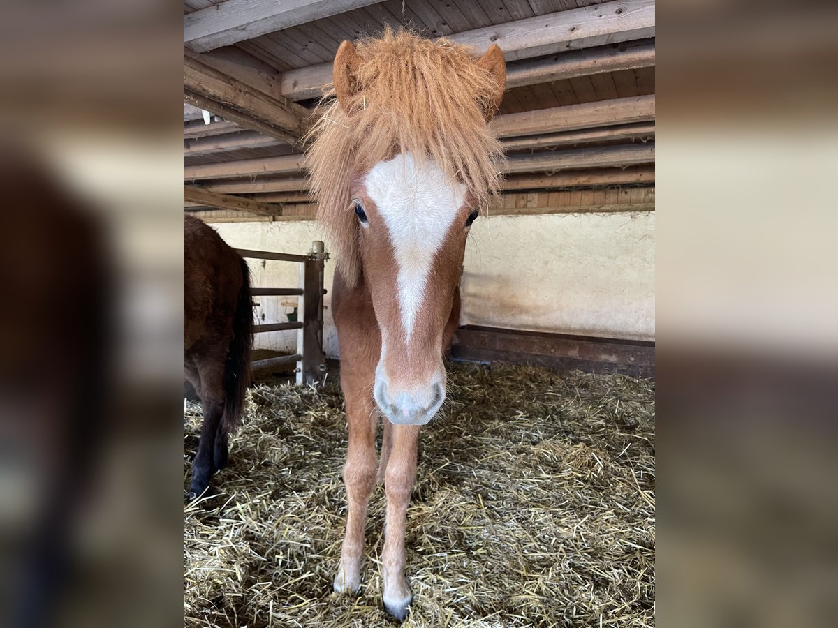 Icelandic Horse Stallion 1 year 14,1 hh Chestnut-Red in Abtsgm&#xFC;nd
