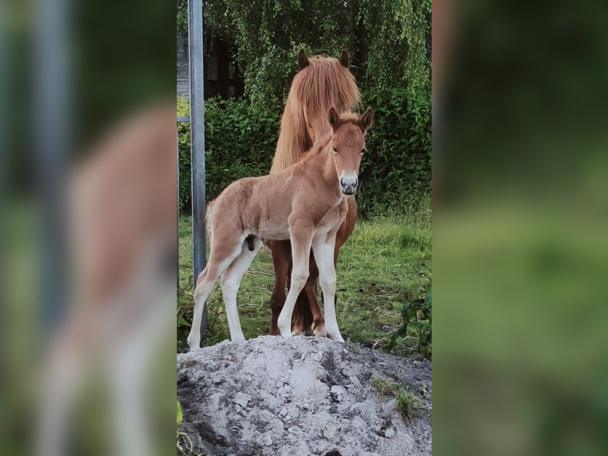 Icelandic Horse Stallion 1 year Chestnut-Red in Hermannsburg