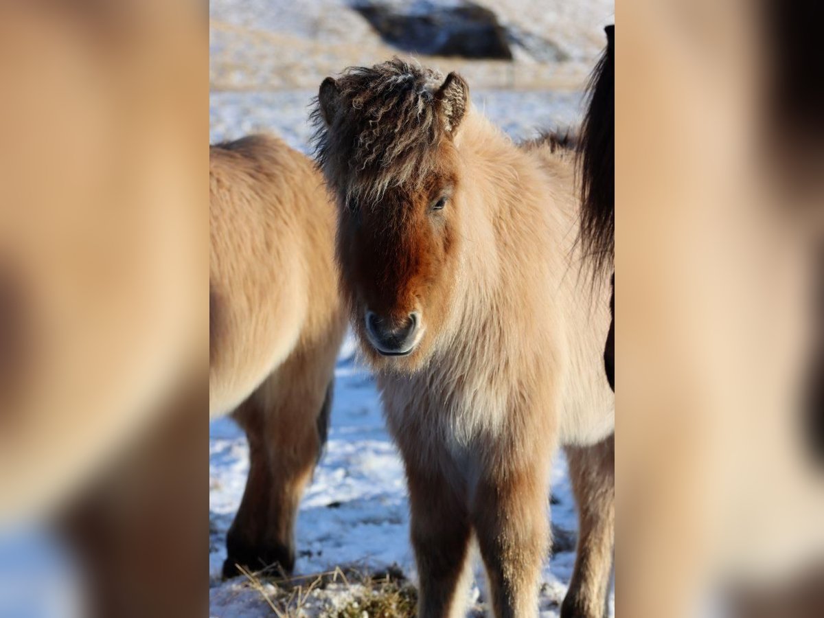 Icelandic Horse Stallion 1 year in Rauris