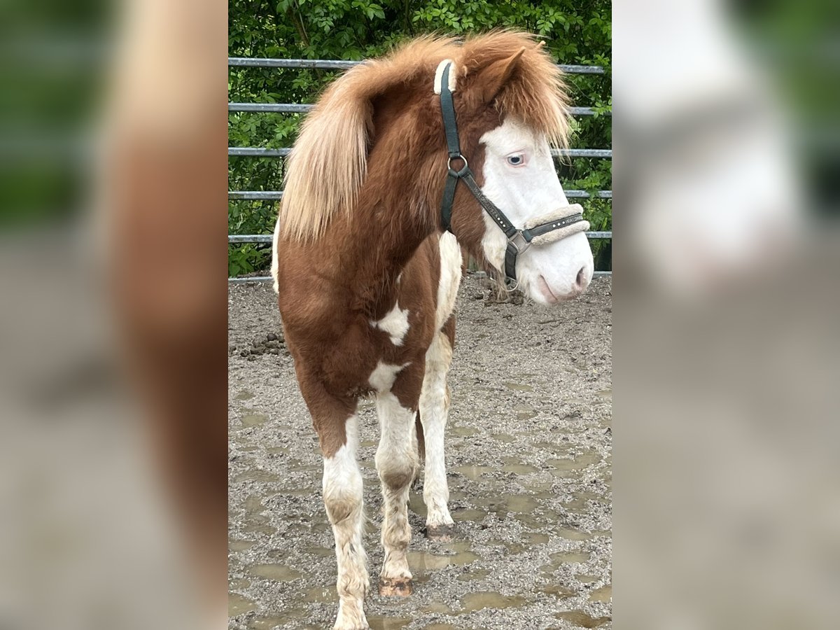 Icelandic Horse Stallion 2 years 12,2 hh Pinto in Braunau