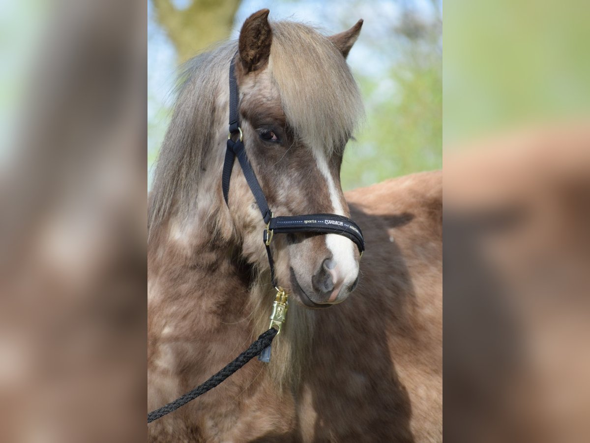 Icelandic Horse Stallion 2 years 13,1 hh in Blunk