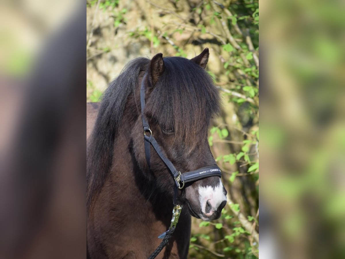 Icelandic Horse Stallion 2 years 13,2 hh in Blunk