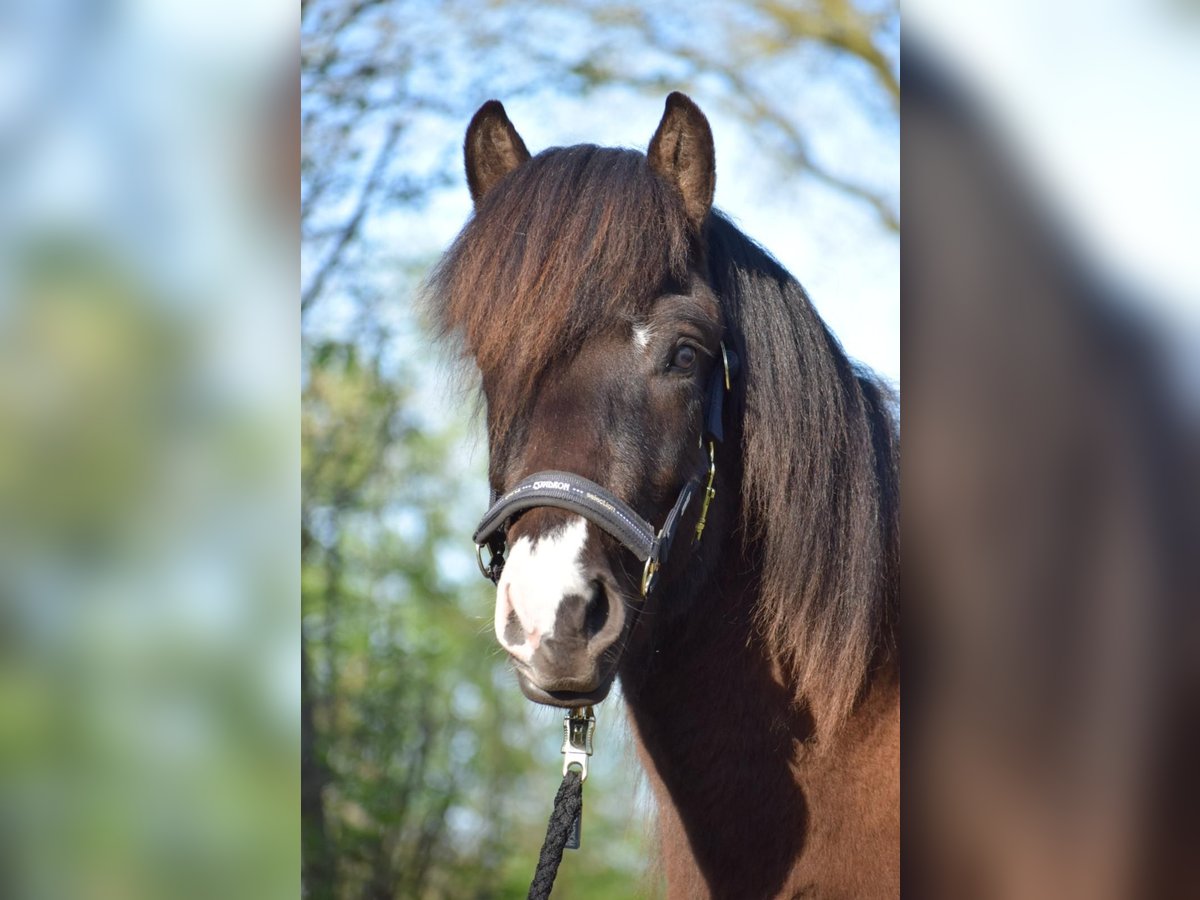 Icelandic Horse Stallion 2 years 13,2 hh in Blunk