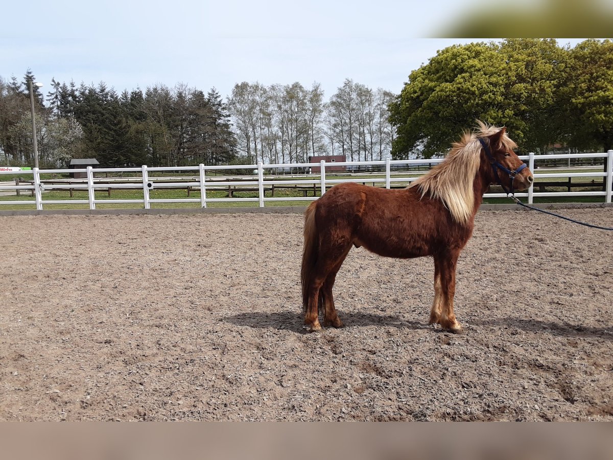 Icelandic Horse Stallion 2 years 13,2 hh Chestnut-Red in Nettersheim