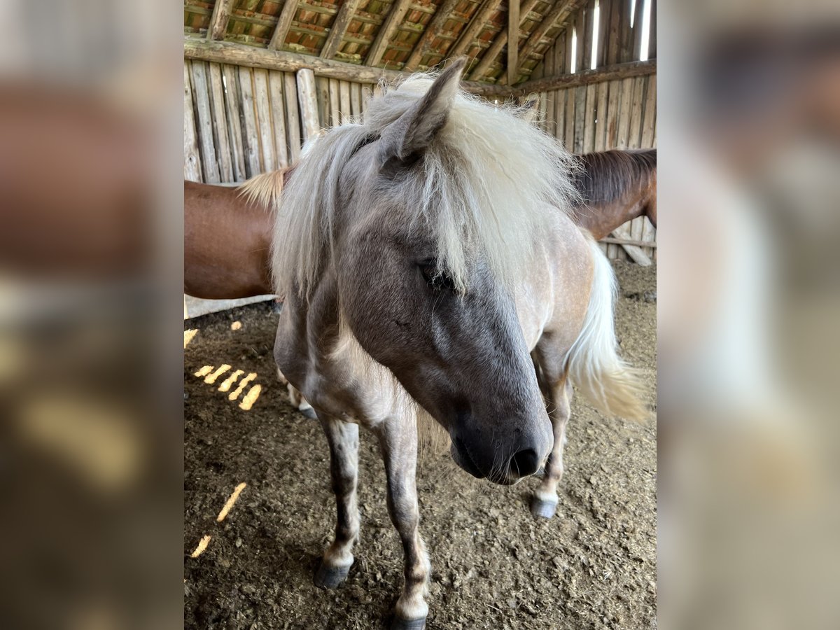 Icelandic Horse Stallion 2 years 13,2 hh Gray in Schwäbisch Hall