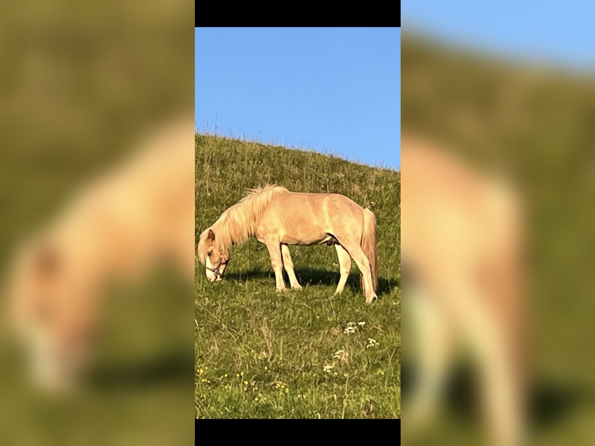 Icelandic Horse Stallion 2 years 13,2 hh Dun in Fleringen