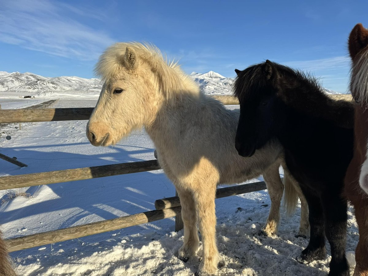 Icelandic Horse Stallion 2 years 14,1 hh Palomino in Borgarnesi