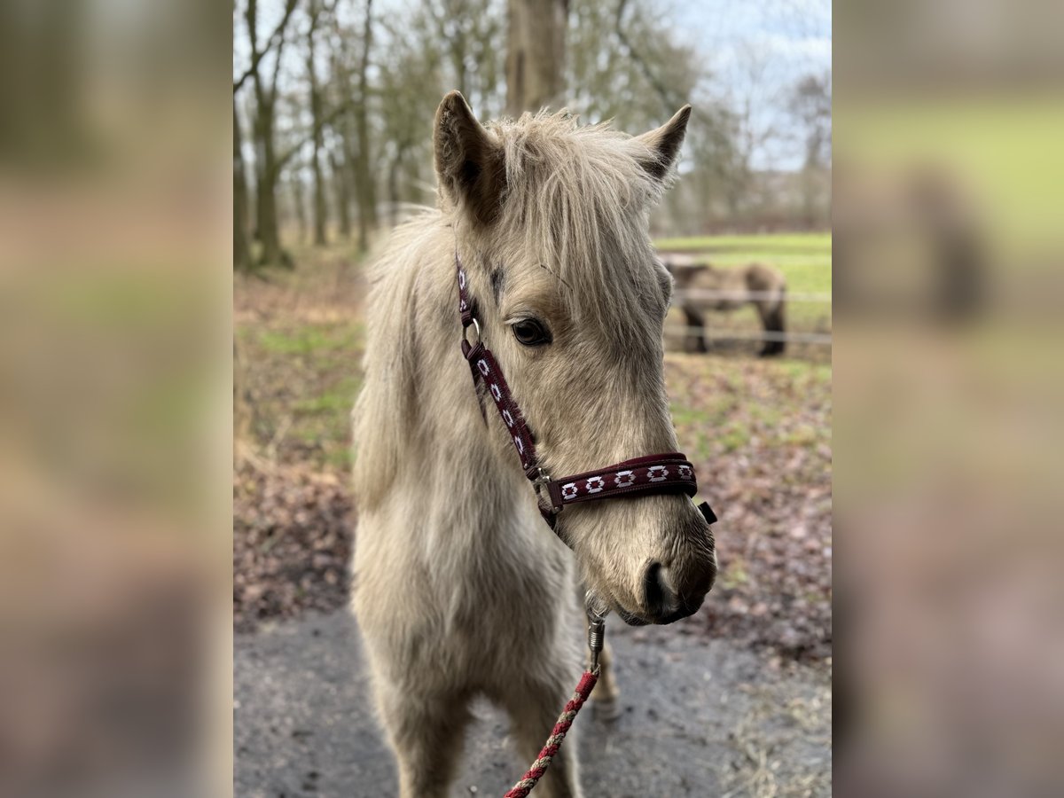 Icelandic Horse Mix Stallion 2 years 14,1 hh Palomino in Emsdetten