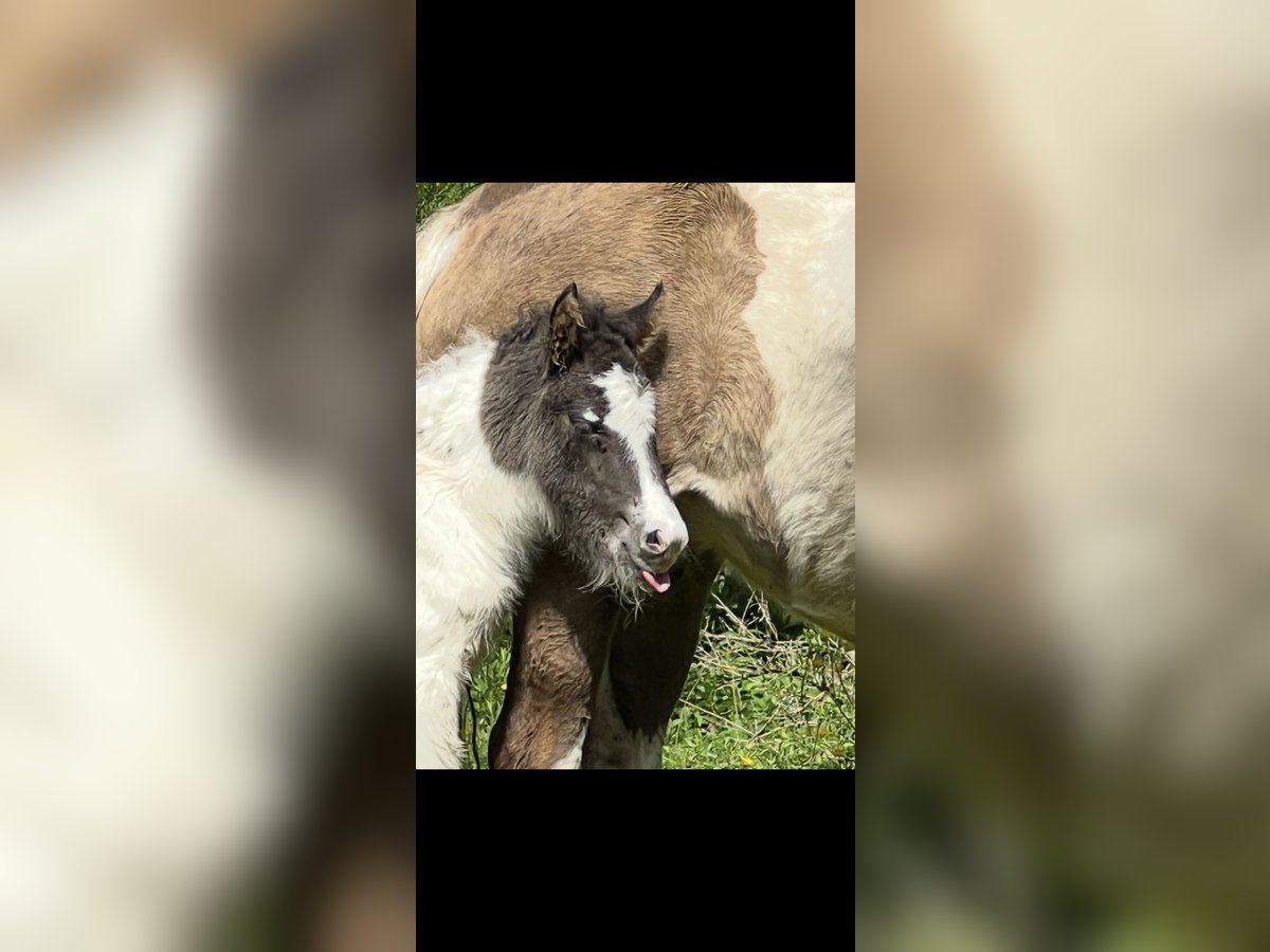 Icelandic Horse Stallion 2 years Pinto in Bad Hofgastein