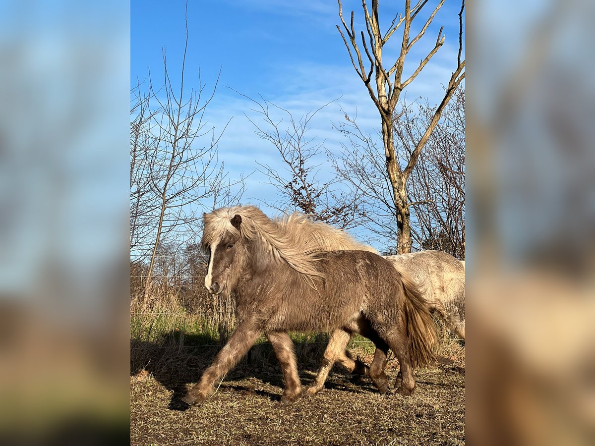 Icelandic Horse Stallion 3 years 13,1 hh in Blunk