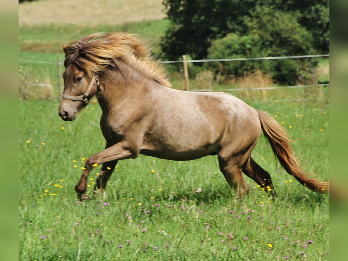 Icelandic Horse Stallion 3 years 13,1 hh Palomino in Saarland