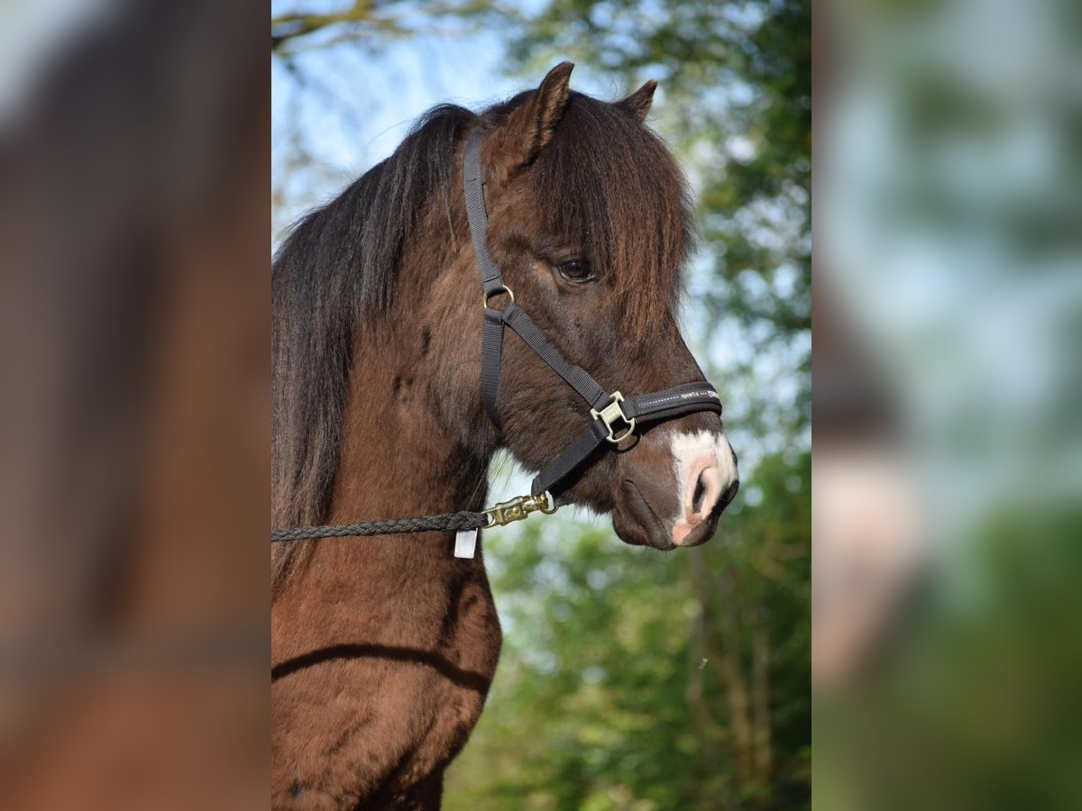 Icelandic Horse Stallion 3 years 13,2 hh in Blunk