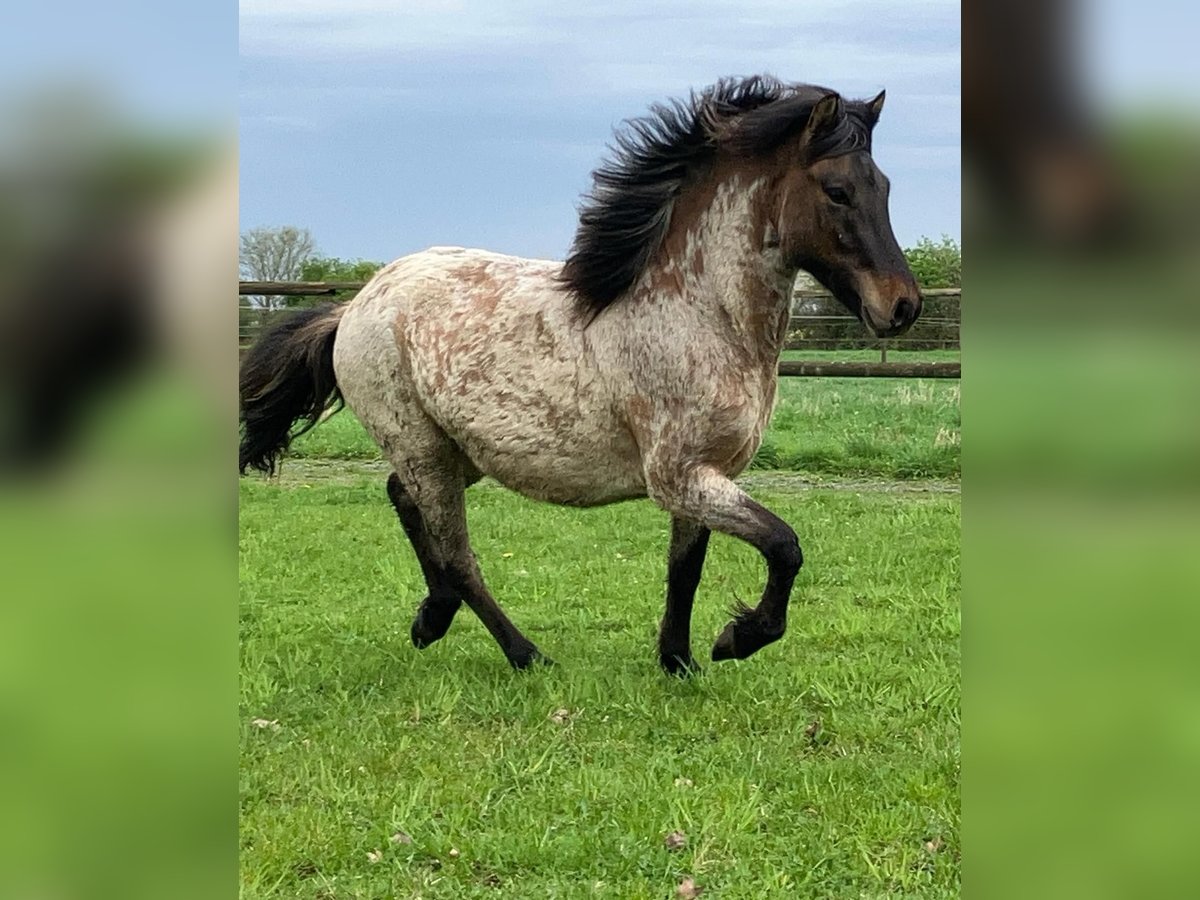 Icelandic Horse Stallion 3 years 13,2 hh Roan-Bay in Dedendorf
