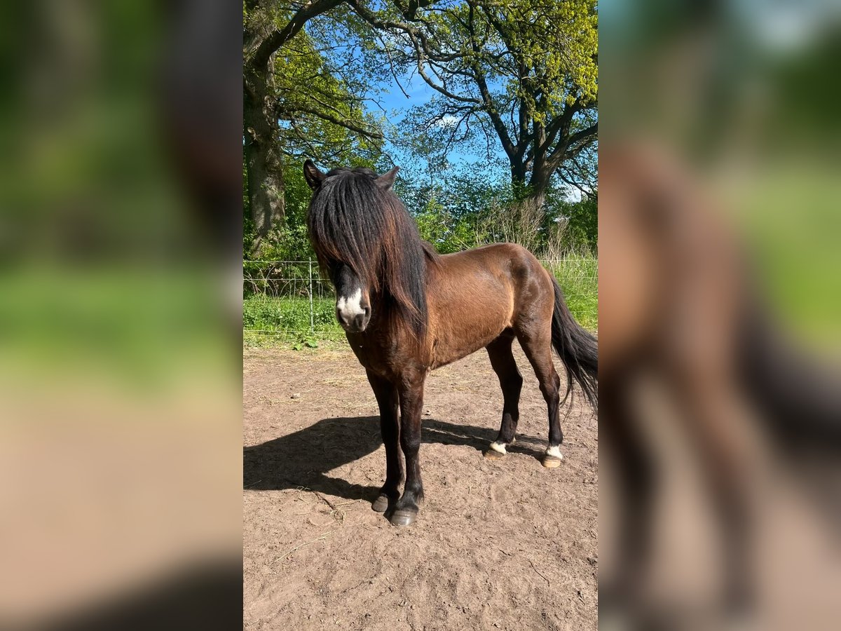 Icelandic Horse Stallion 3 years 13,2 hh in Blunk