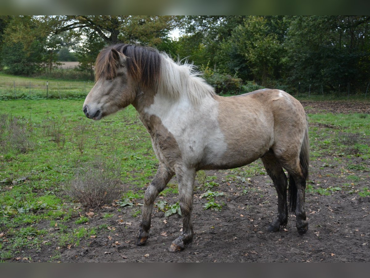 Icelandic Horse Stallion 3 years 13,2 hh in Blunk