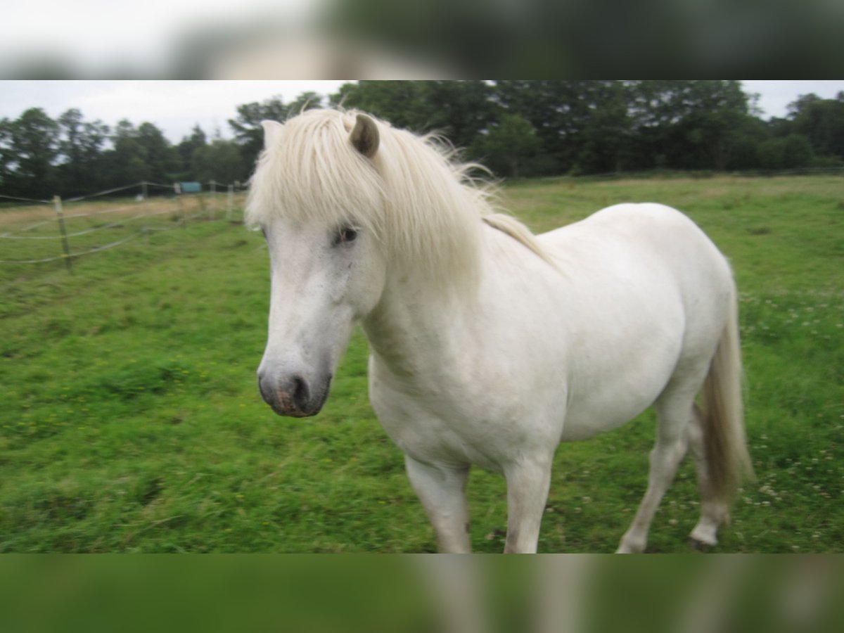 Icelandic Horse Stallion 3 years 13,2 hh Grey in Lutzhorn