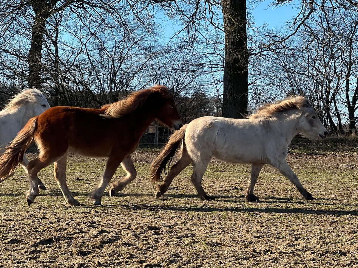 Icelandic Horse Stallion 3 years 13,2 hh in Blunk