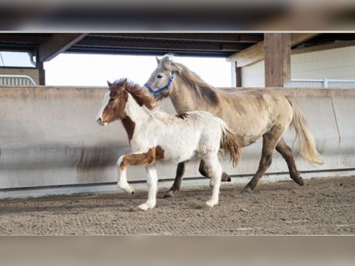 Icelandic Horse Stallion 3 years Pinto in Zweibrücken