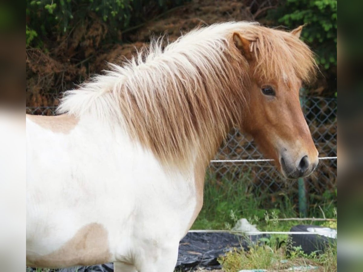 Icelandic Horse Stallion 4 years 13,1 hh Overo-all-colors in Weener