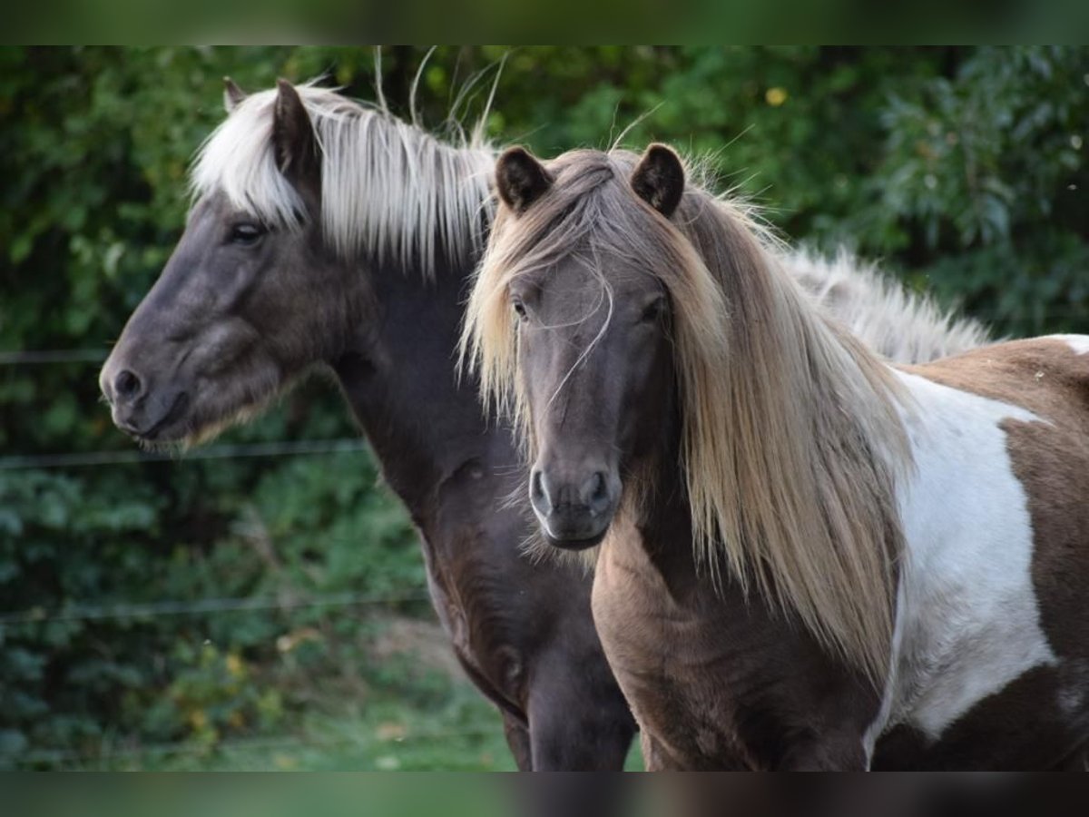 Icelandic Horse Stallion 4 years 13,3 hh Pinto in Blunk