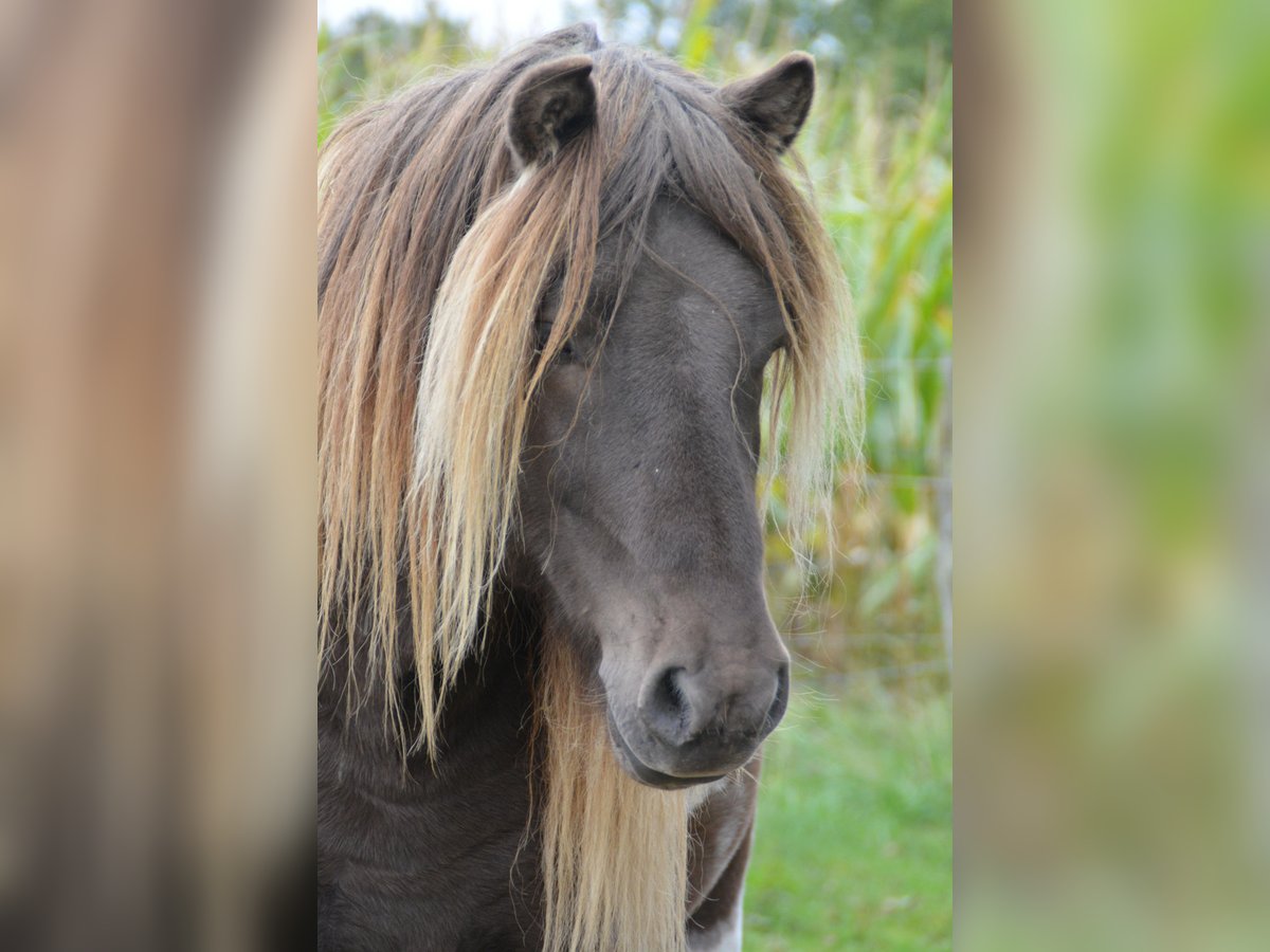 Icelandic Horse Stallion 4 years 13,3 hh Pinto in Blunk