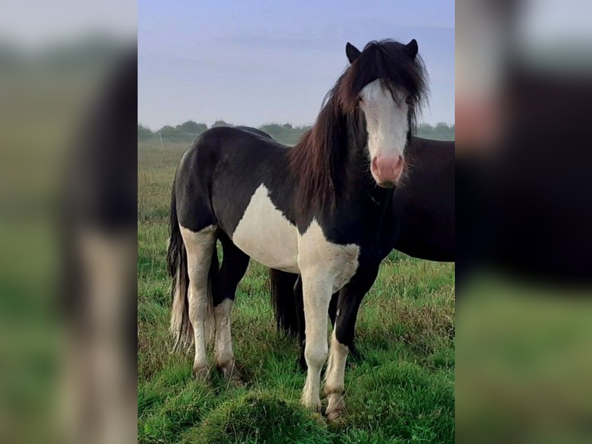 Icelandic Horse Stallion 4 years Pinto in S&#xFC;d-Island