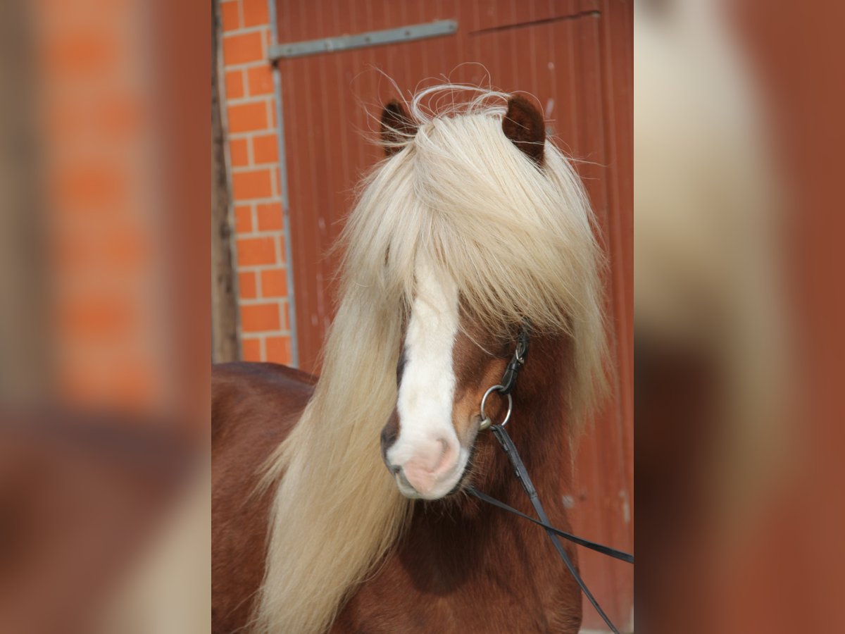 Icelandic Horse Stallion 7 years 13,2 hh Chestnut-Red in Soltau