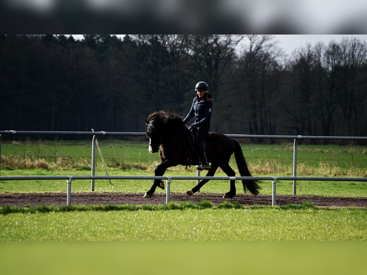 Icelandic Horse Stallion 9 years 13,2 hh Black in Soltau
