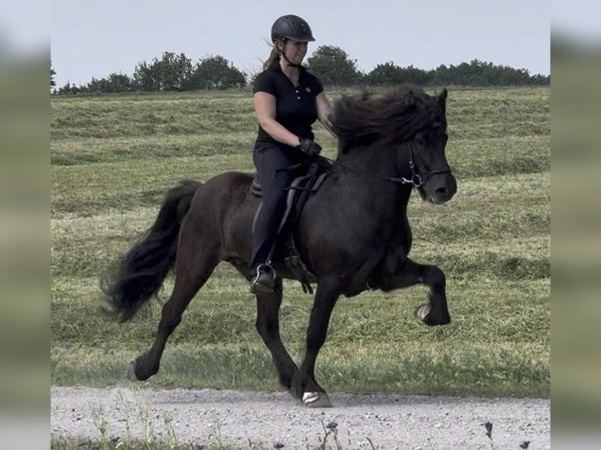 Icelandic Horse Stallion 9 years 14,2 hh Black in Schneverdingen