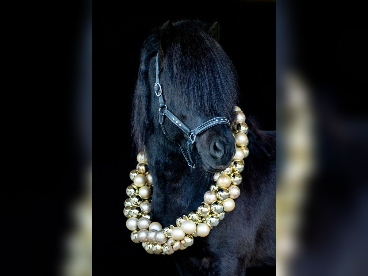 Icelandic Horse Stallion Black in Crailsheim