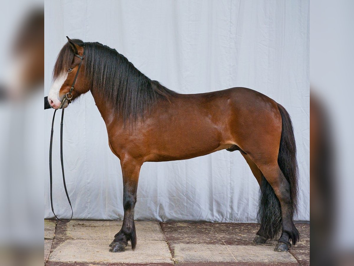 Icelandic Horse Stallion Brown in Hermeskeil