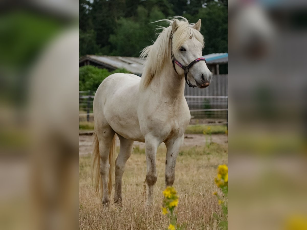 Icelandic Horse Stallion Can be white in Dahlenburg