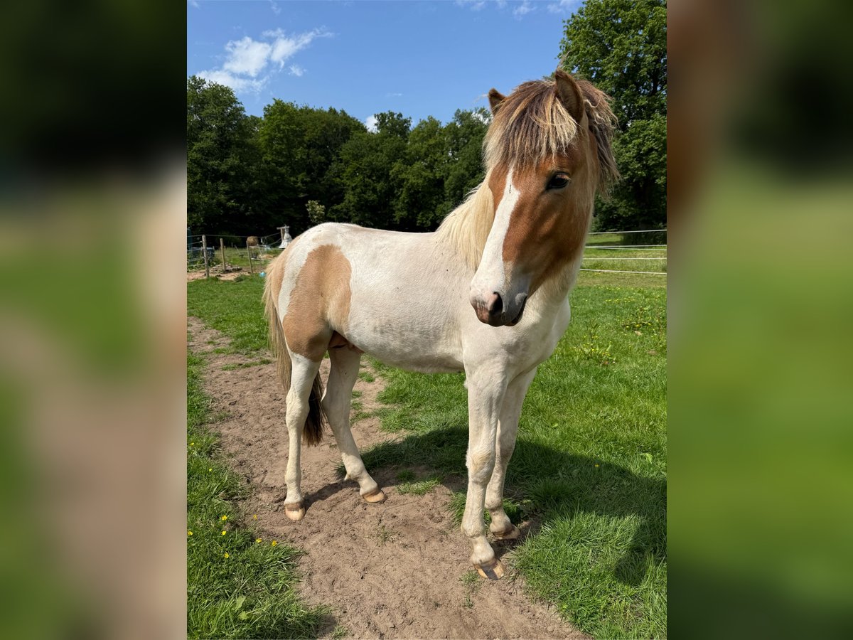 Icelandic Horse Stallion Dun in Thuine