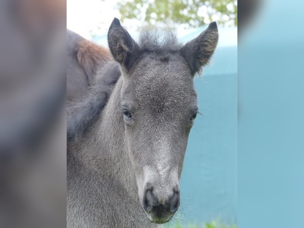 Icelandic Horse Stallion  13,2 hh Black in Markt Wald