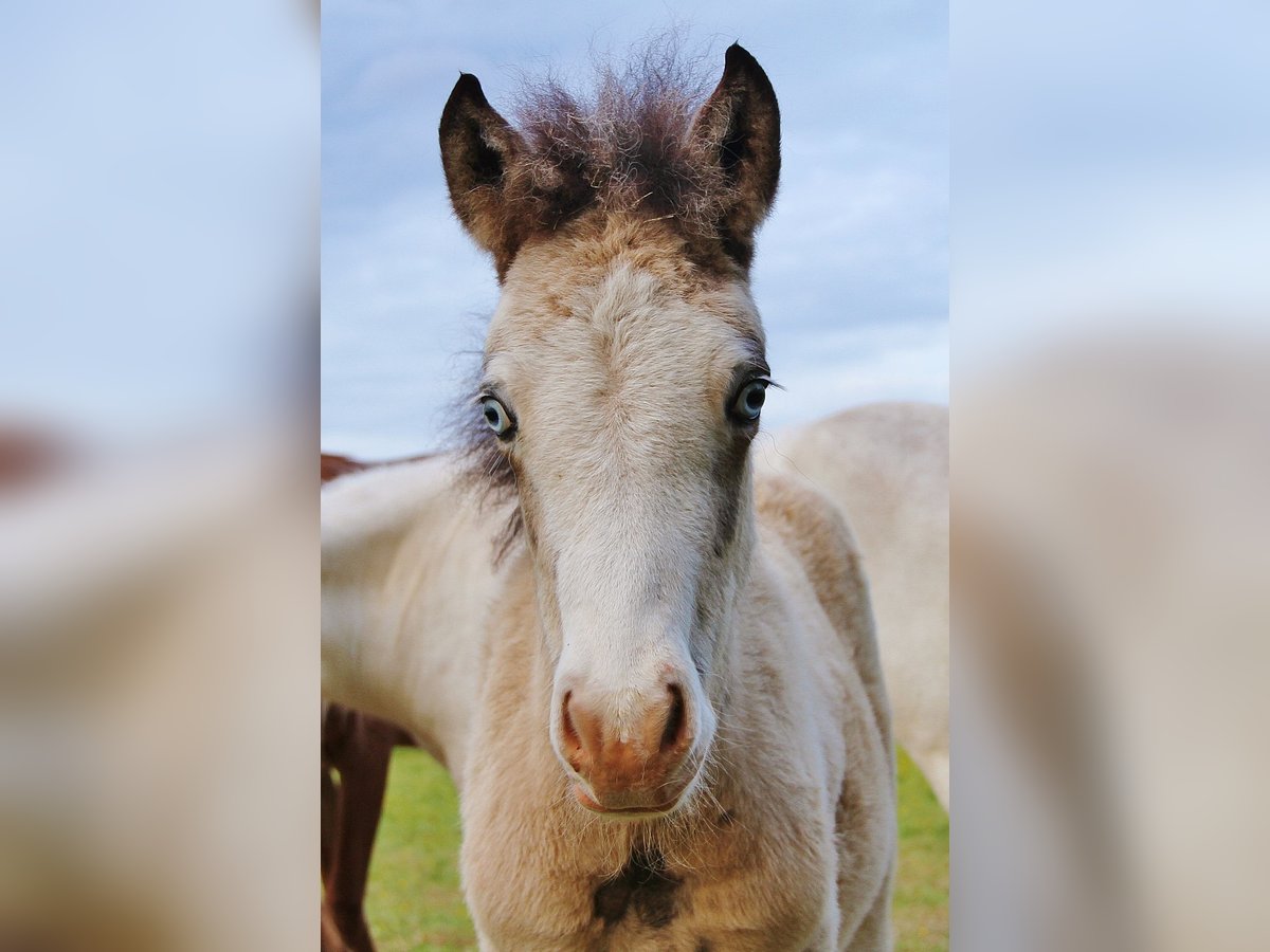 Icelandic Horse Stallion  13,2 hh Buckskin in Saarland