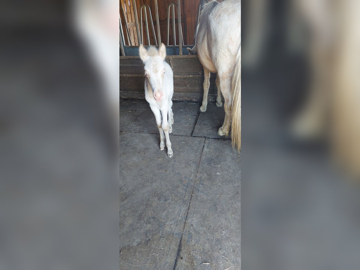 Icelandic Horse Stallion Foal (06/2025) 13,2 hh Perlino in Zerf