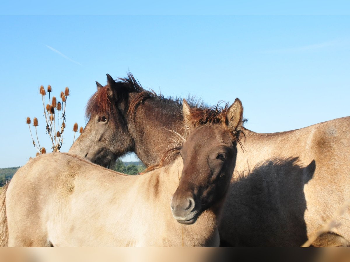 Icelandic Horse Stallion Foal (05/2024) 14,1 hh Dun in Denklingen